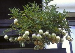 Solanum muricatum Pepino Gold / Balkondinnye